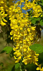 Golden Chain Tree Seeds - 50 Pack, Hardy, Fast Growing, Laburnum anagyroides