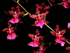 Oncidium Sharry Baby 'Red Fantasy' Orchid Plant 2.5" Pot