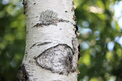 Japanese White Birch Seeds, 100 Count, Betula platyphylla Japonica, Hardy Tree for Landscaping and Garden Projects