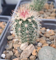 Echinocereus Dasyacanthus Bare Root Cactus Plant - Unique Desert Succulent for Home or Garden