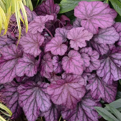 Heuchera Forever Purple Coral Bells 4" Pot - Vibrant Purple Foliage, Silver Overtones, Heuchera sanguinea