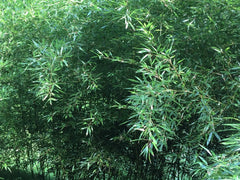 Live Bamboo Roots - Natural Privacy Fence Canopy Perennials - Phyllostachys spp.
