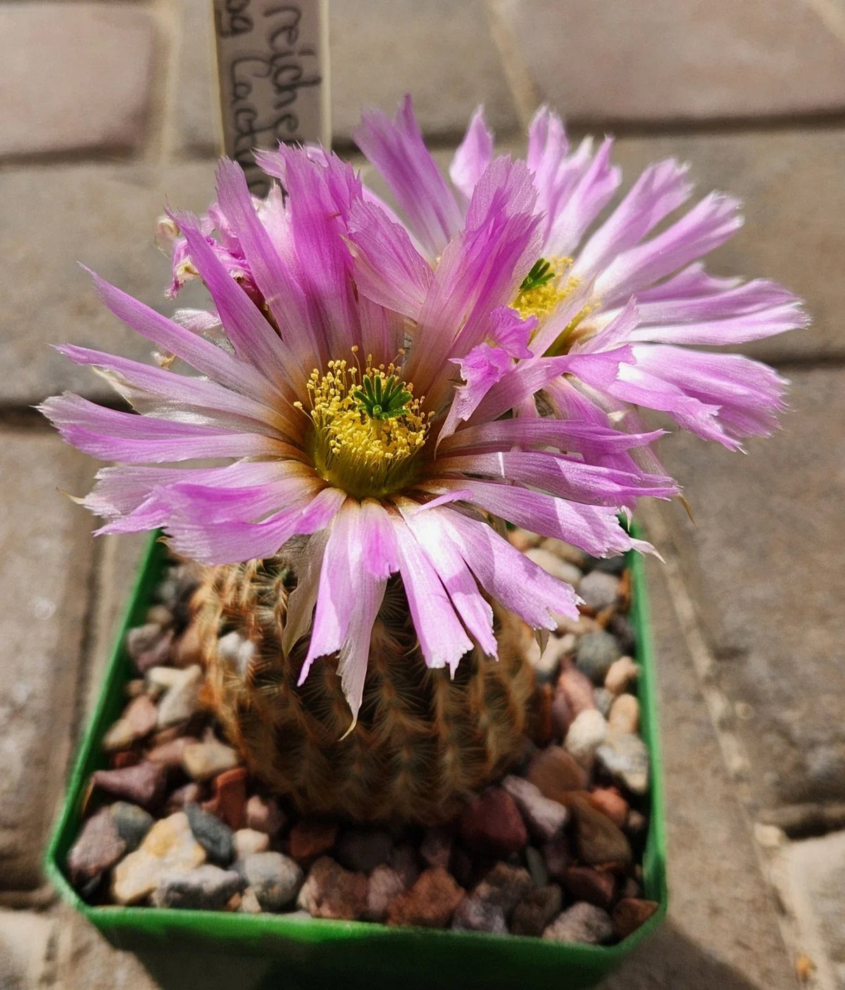 Echinocereus Reichenbachii Lace Hedgehog Cactus Live Rooted Plant - Unique Succulent for Indoor or Outdoor Gardens