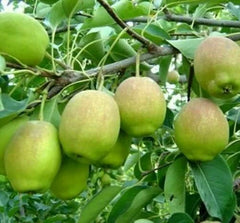 Hosui Sand Pear Seeds - Asian Korla Rose Fragrant Fruit Tree - Pyrus - Edible 香梨