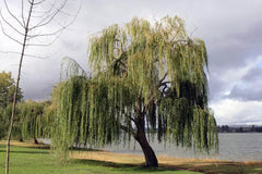 Thin Gold Weeping Willow Cuttings, Pencil Size or Smaller, 32+ Pieces, Salix Babylonica