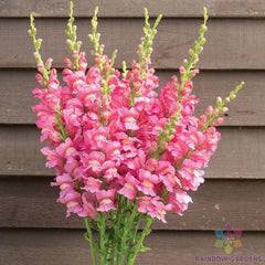 Snapdragon Seeds - 1000+ Costa Rose II - Garden Planting - Antirrhinum majus - USA