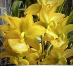 Small Bare Root Orchid Plant Cyc. Taiyhoung No. 1 - Tropical Orchid Variety for Home or Garden