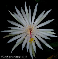 Epiphyllum Hookeri Cuttings - Orchid Cactus - 2-20 Pack - Tropical Houseplant