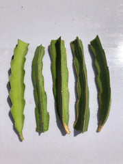 5pcs White Dragon Fruit Cuttings 6” Pitaya Cactus Ready to Plant No Root - Fresh Pitaya for Home Gardening