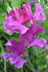Ian Myers Sweet Pea Seeds - 50+ Pack - Heirloom Garden Seeds - Lathyrus odoratus - USA, Free Shipping