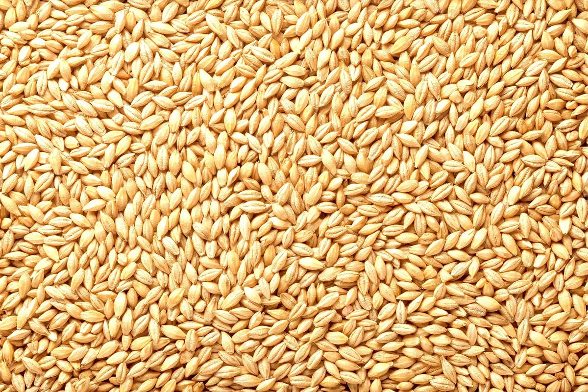 Barely Seeds | Whole Barley Seed | All Natural for Juicing, Malt Brewing, Beer Making | Hordeum vulgare