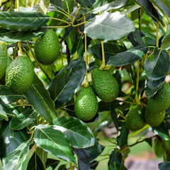Bacon Avocado Tree Cuttings 2 PCS Fresh Scions Persea americana