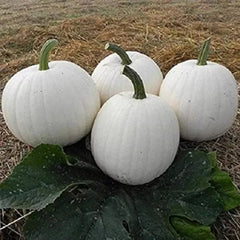 Casper White Pumpkin Seeds - 20 Pack - Non-GMO, Rare Variety - Cucurbita pepo