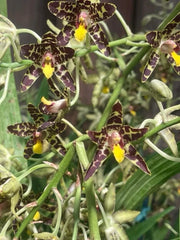 Orchid Plant 1 Stem Ansellia Africana Division No Pot - Exotic Indoor Flowering Plant