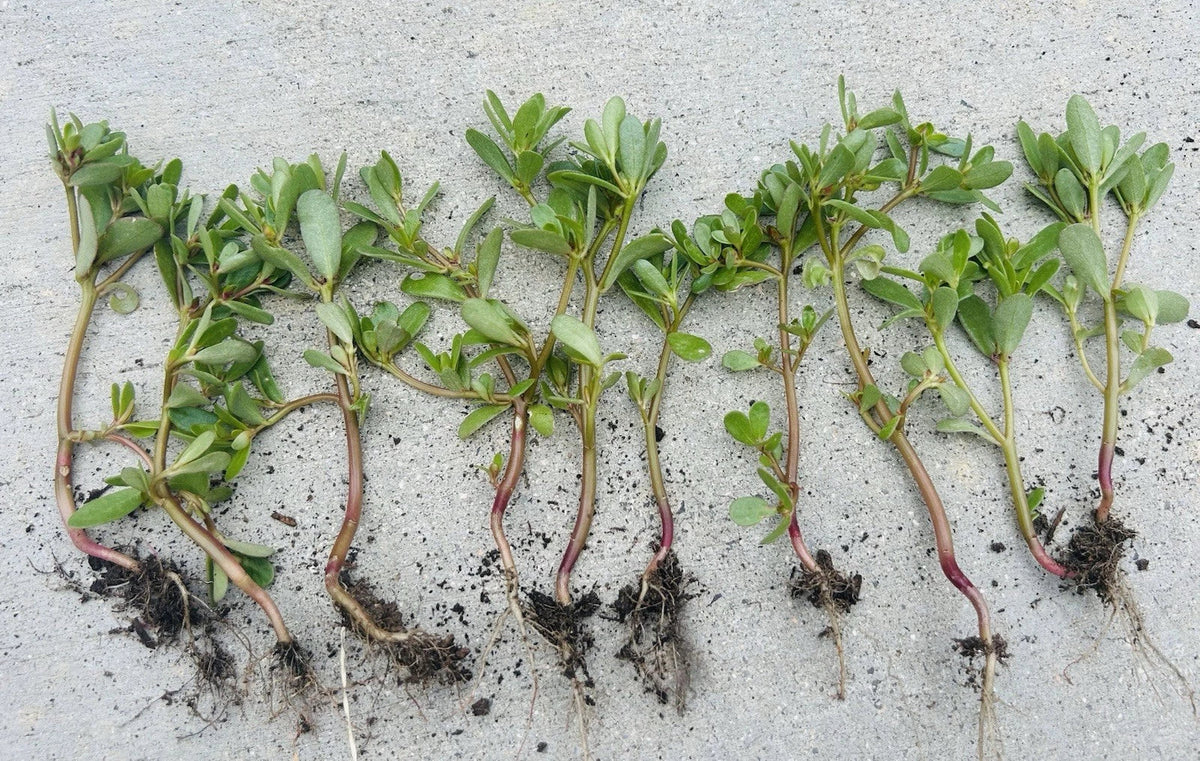 Edible Purslane Live Plant, Organic Starter Plant, Portulaca oleracea, Fresh Culinary Herb