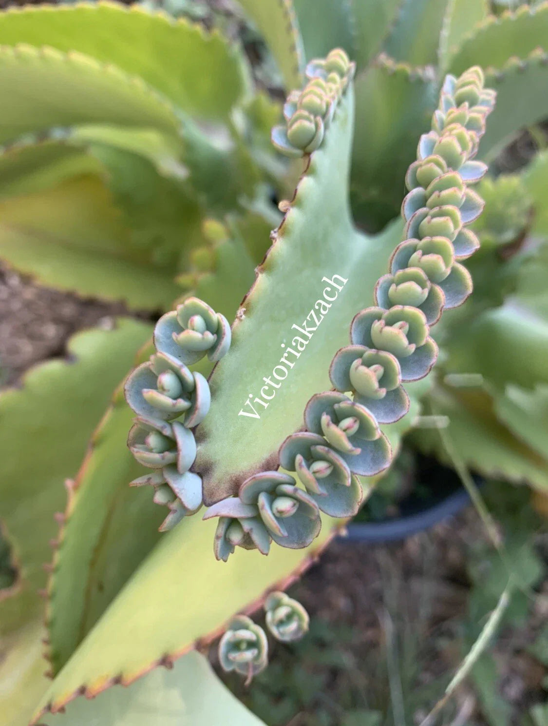 mother of millions succulent 25 Mother of Millions Kalanchoe Pups Succulent Cuttings