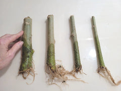 Rooted 7" Angel Trumpet Cuttings - Brugmansia - Choose Yellow, Pink, or White Flowers