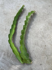 Dragon Fruit Cuttings 18” White Variety Hylocereus undatus Self-Pollinating Easy to Grow Plant Starter