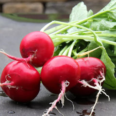 German Giant Radish Seeds - 100+ Heirloom Organic Non-GMO - Fresh Garden Seeds