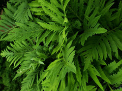 Live Fern Plant Roots - 3 Count - Sensitive Fern (Onoclea sensibilis) - Hardy Perennial, Coarse Texture, Medium to Large Size