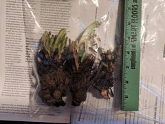 Comfrey Root Crowns - Organic Fertilizer for Pollinators and Composting - Symphytum officinale