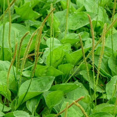 Common Plantain Seeds - 500+ Clean Seeds - Plantago major - Medicinal Herb, Edible Greens