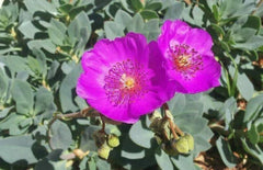 CALANDRINIA SPECTABILIS - Rock Purslane - 4" Unrooted Cuttings - Succulent Plant, Drought-Tolerant, Bright Flowers