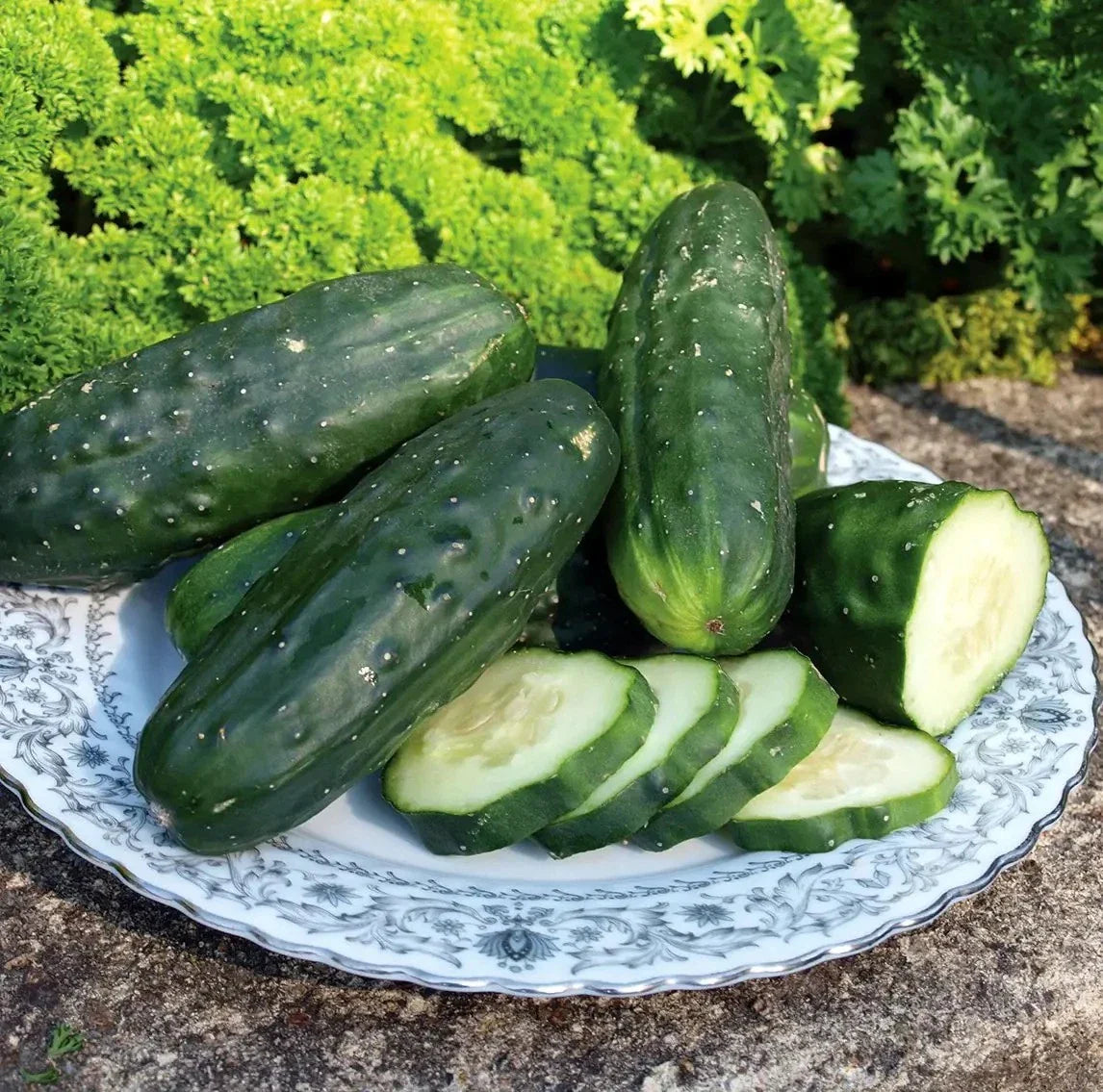 Double Yield Cucumber Seeds - 200+ Heirloom Organic NON-GMO - Cucumis sativus - Fresh Gardening Supplies
