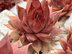 Live Sempervivum Succulent Plant | Red Beauty Variety | Drought & Cold Tolerant | Perfect for Indoor & Outdoor Gardening