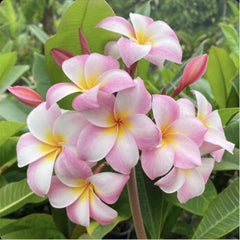 Rooted Plumeria Plant Cutting - Moir Pink - 12" with 1 Tip - Frangipani (Plumeria spp.)