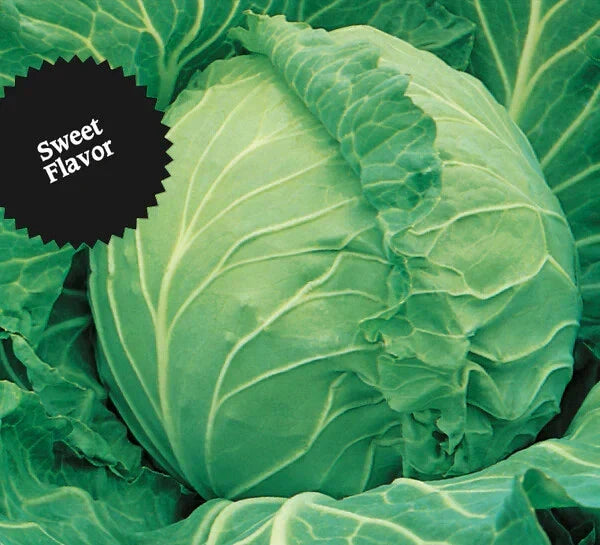 Cabbage Seeds 1000+ Heirloom Copenhagen Market NON-GMO Fresh Seeds (Brassica oleracea)