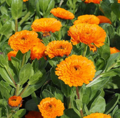 Calendula Seeds - Balls Orange - Bright Orange Flower Seeds - Calendula officinalis