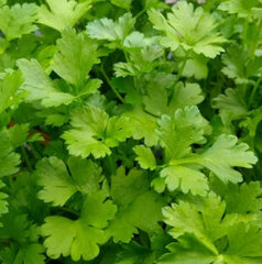 Italian Giant Parsley Seeds - 500 Non-GMO Edible Culinary Herb Seeds (Petroselinum crispum) for Container Garden