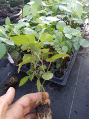 Thornless Blackberry Plant 1 Gallon "Sweetie Pie" Non-GMO Pesticide-Free Rubus fruticosus
