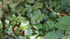 English Ivy Bare Root Cuttings - 10" Strips, Hedera helix - 50 Count for Gardening and Landscaping