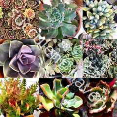 Fresh Succulent Cuttings Assorted Varieties 30 Lot 1"-4" Size Perfect for Planting and Crafts