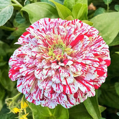 Peppermint Stick Zinnia Seeds - 100+ Flower Seeds - Zinnia elegans - Annual - USA - Free Shipping