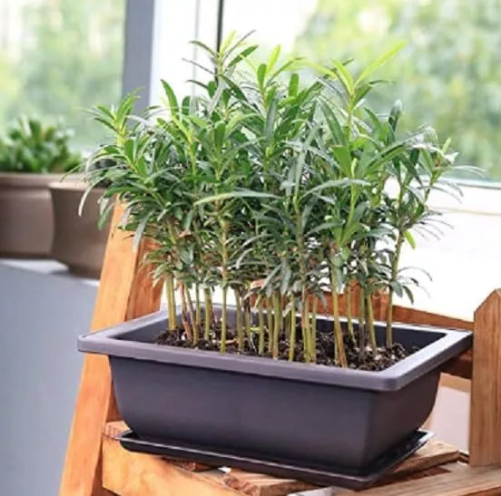 Willow Bonsai Tree Forest Kit - 8 Inch Pot, Tray, Soil, 15 Trees - Salix spp.