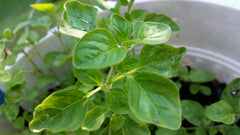Greek Oregano Live Bareroot Plant Cutting 2-4" Green Culinary Aromatic Herb Origanum vulgare subsp. hirtum