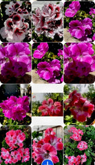 Live Geranium Plants Set of 3, Perennial Variety, 8 Inches Tall, Ideal for Garden Decoration, Pelargonium spp.