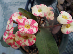 Thai Hybrid Crown of Thorns Pink Mix Rooted Cutting - Euphorbia milii