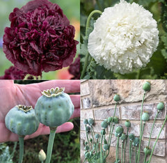 Poppy Seeds Non-GMO TUXEDO Mix Black & White Double Peony Blooms 500 Seeds Papaver somniferum