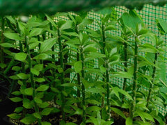 Pereskiopsis spathulata Grafting Stock Cactus Cuttings - 5 Pack - Succulent Plant for Grafting