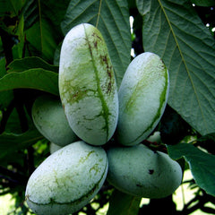 Paw Paw Fruit Tree Seeds - Stratified, Hardy Indian Banana - Asimina Triloba