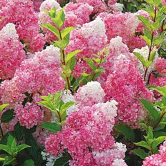 Dark Strawberry Hydrangea Seeds - 5 Perennial Hardy Flower Seeds - Hydrangea macrophylla