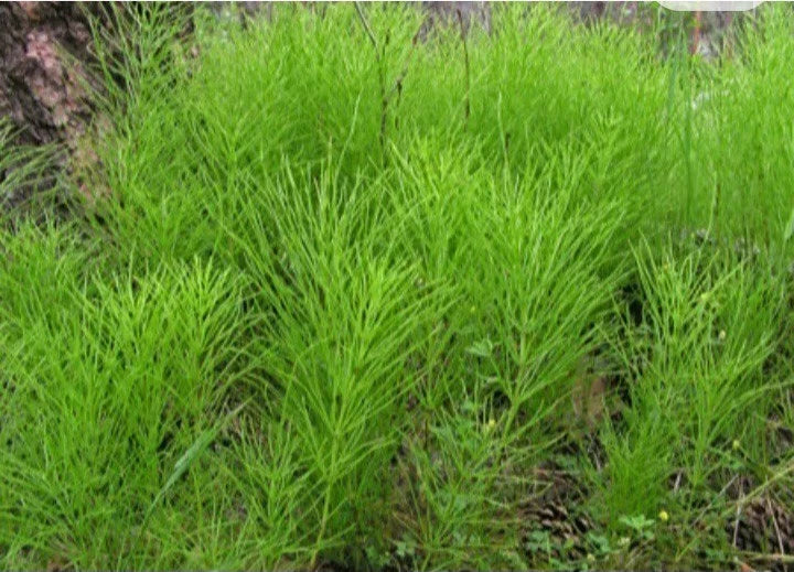 Horsetail Shavegrass Plants - Edible Herb Bareroot, Common Native Variety - Equisetum arvense (5 to 10 Pack)
