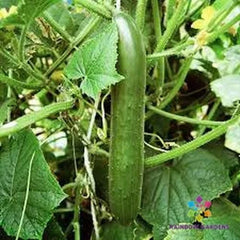 Cucumber Seeds - 25+ Pack - Green Finger Variety - Cucumis sativus - USA Grown, Free Shipping