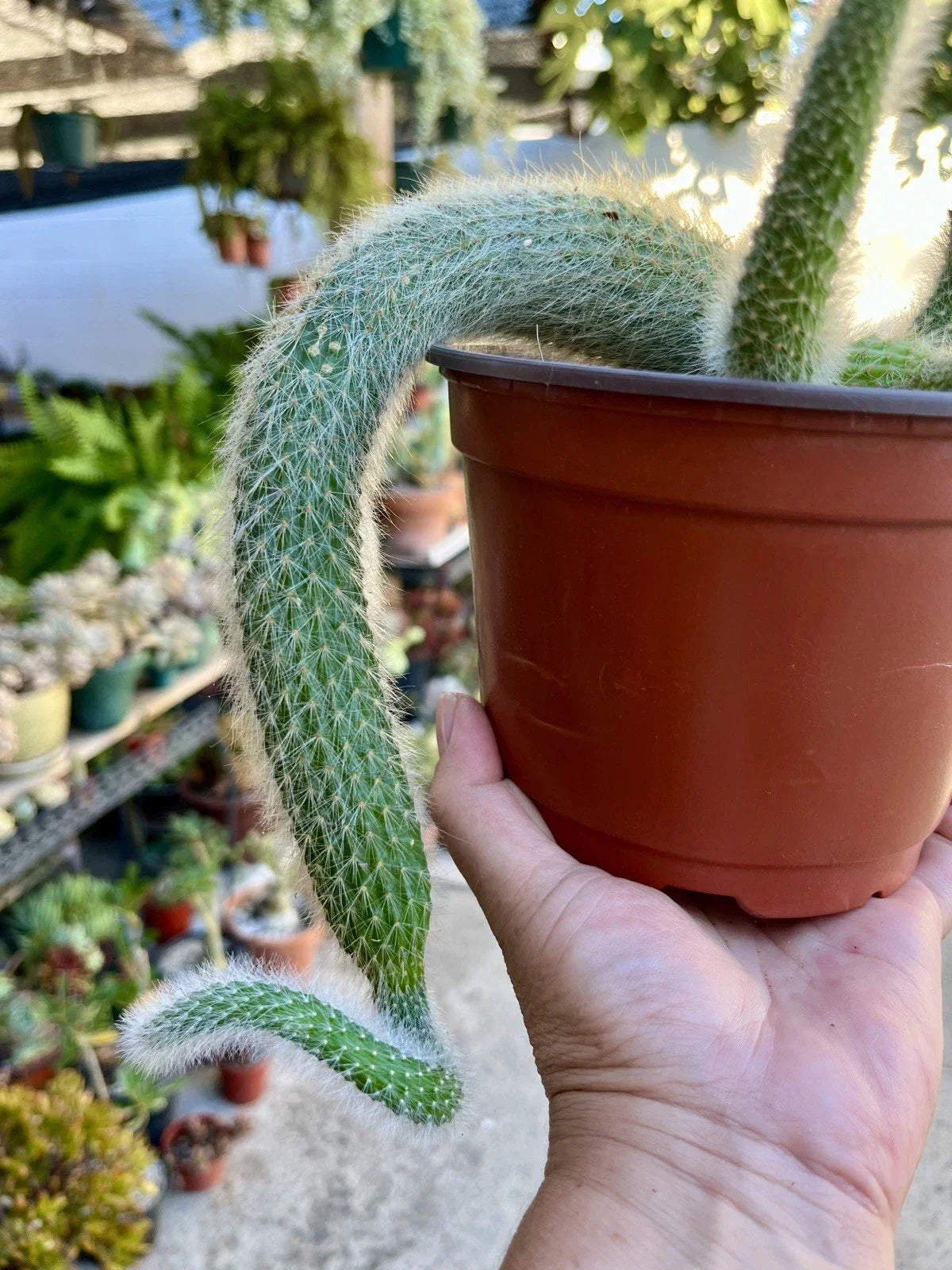 Monkey Tail Cactus Cuttings - 3 Naked Root Cuttings - Unique Cactus Va   All U Need Garden Supply
