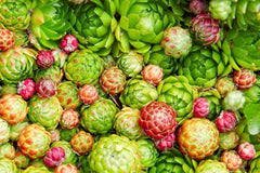 Hen's and Chick's Succulent Seeds - 200 Seeds - Hardy Perennial - Sempervivum spp.