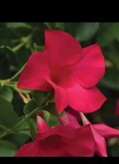 Mandevilla Tourmaline Fuchsia Live Plant Plug - 2 Inch Potted Garden Plant for DIY Landscaping